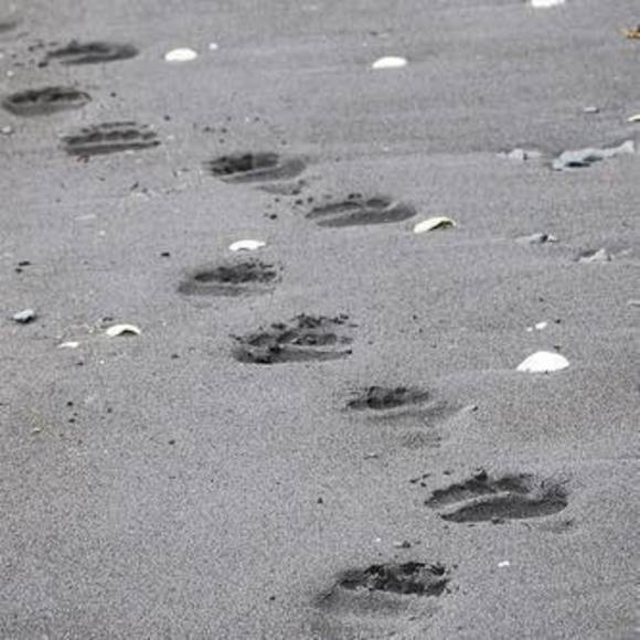 Meet your Posher, Jennifer - Picture 1 of 1